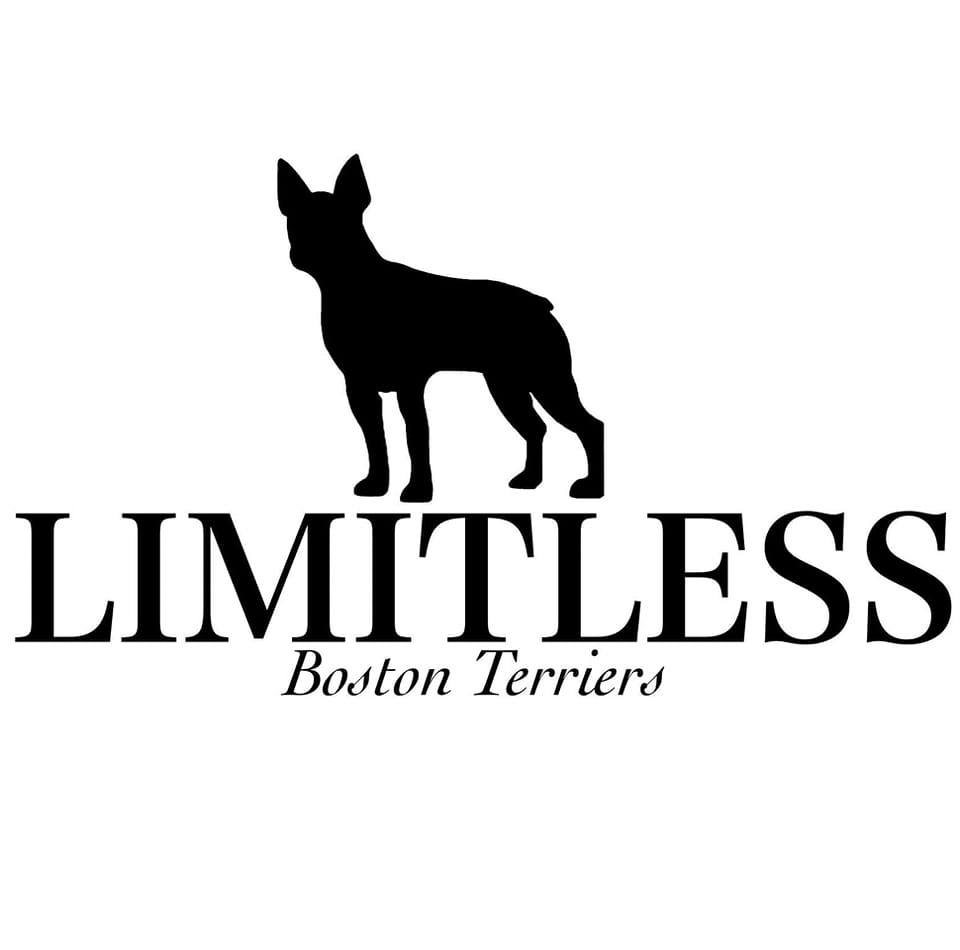 Limitless Boston Terriers